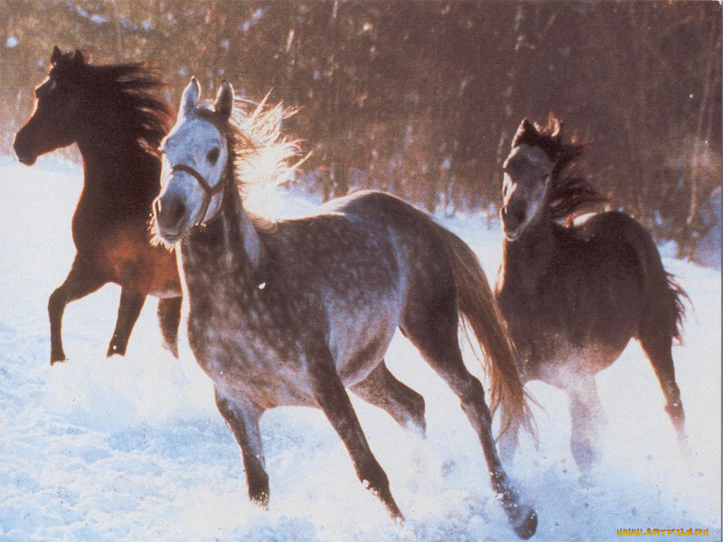 животные, лошади