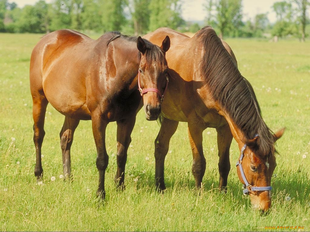животные, лошади
