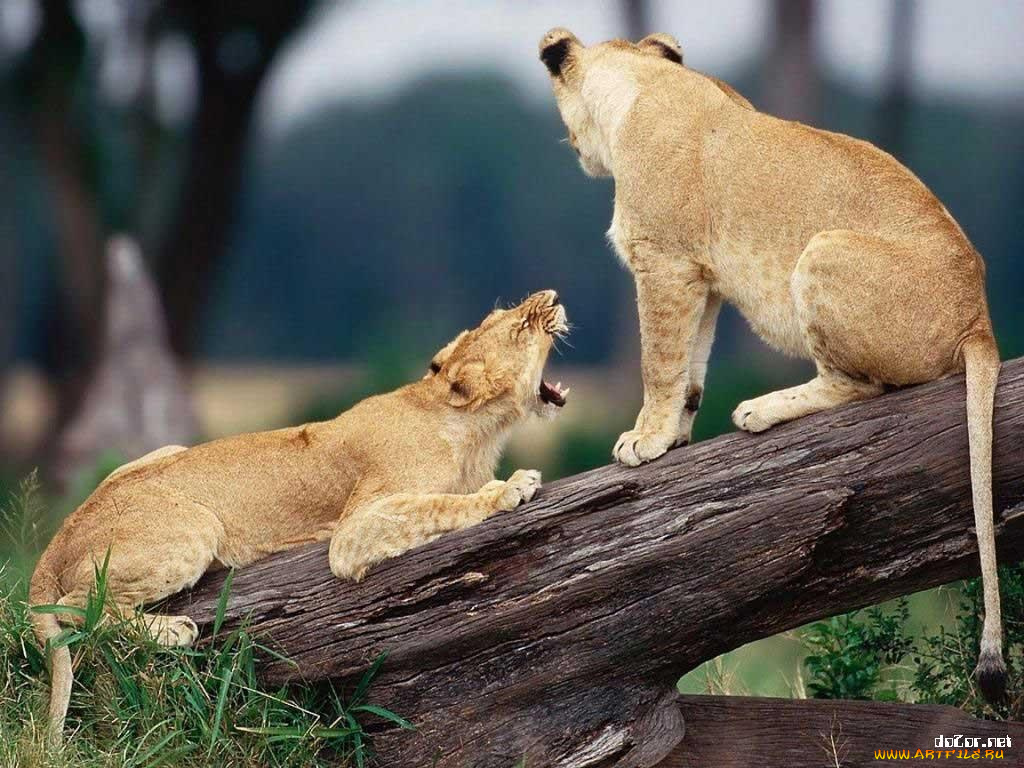 животные, львы