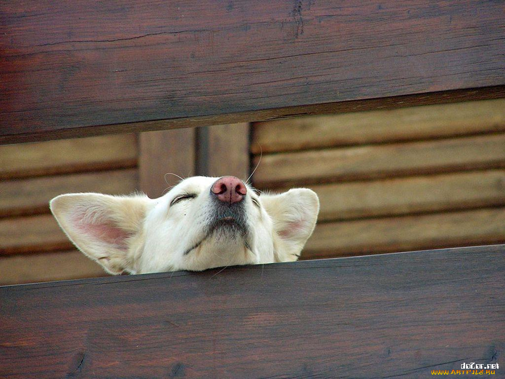 животные, собаки