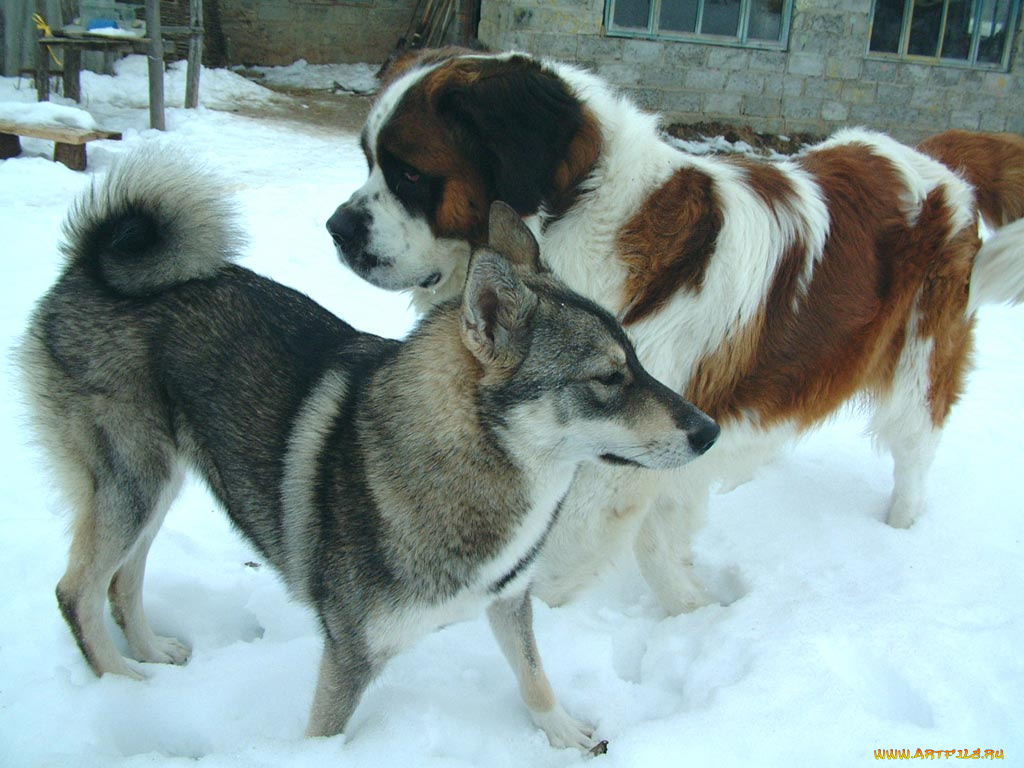 животные, собаки