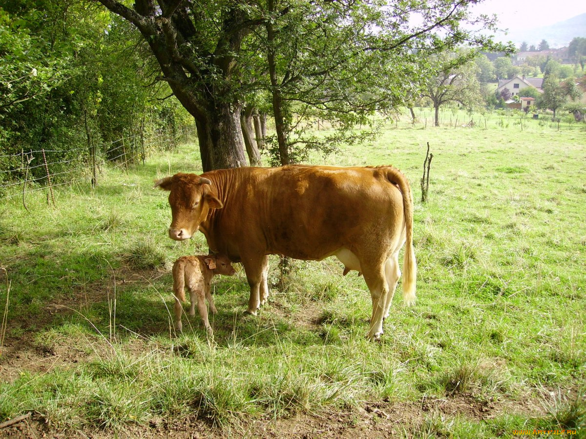 животные, коровы, буйволы