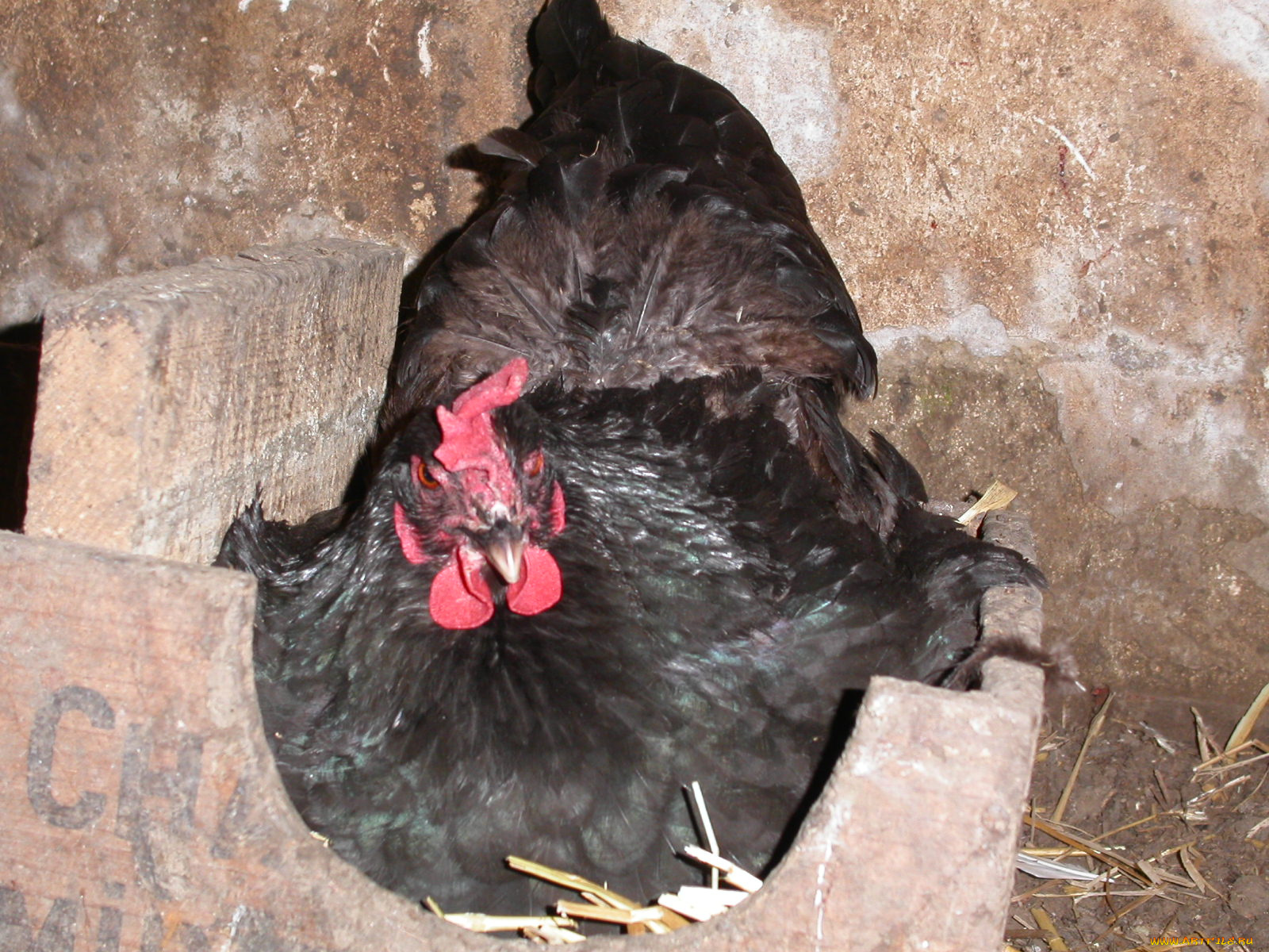 животные, куры, петухи