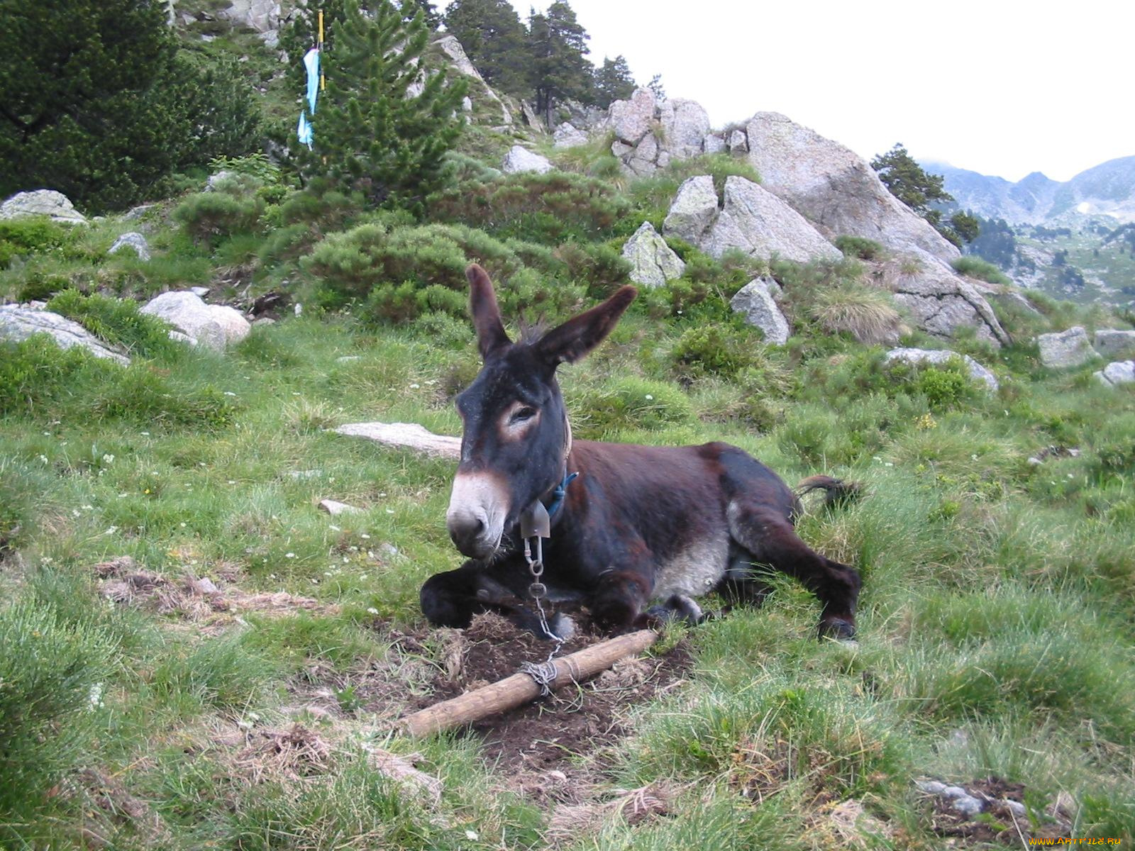 животные, ослы