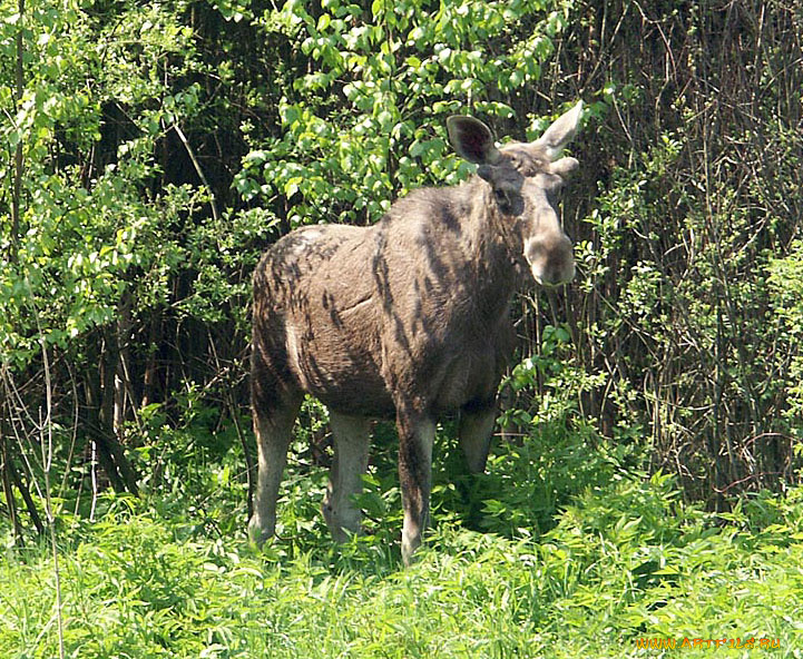 животные, лоси