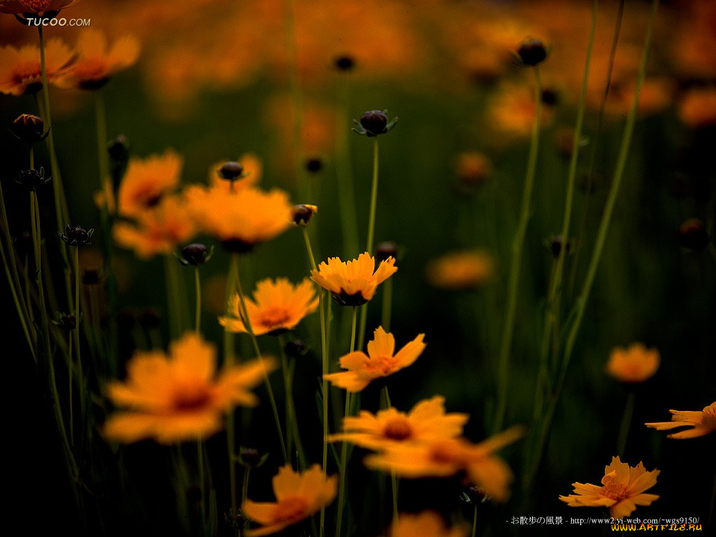 цветы, космея