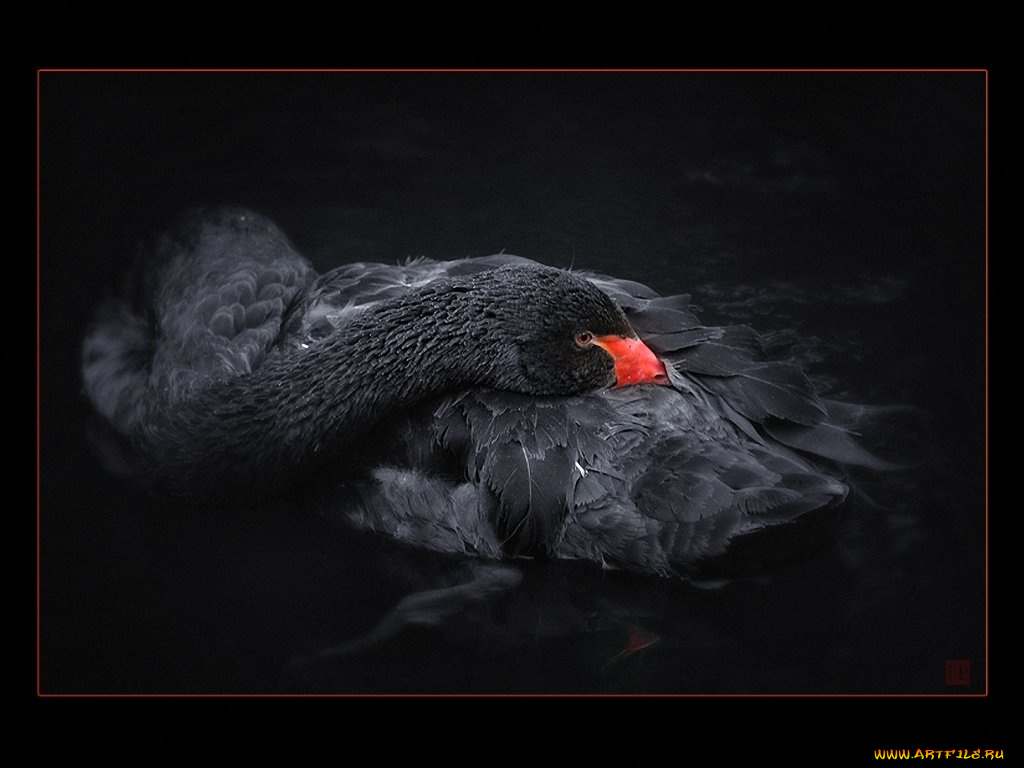 не, сплю, igor, club, foto, ru, животные, лебеди