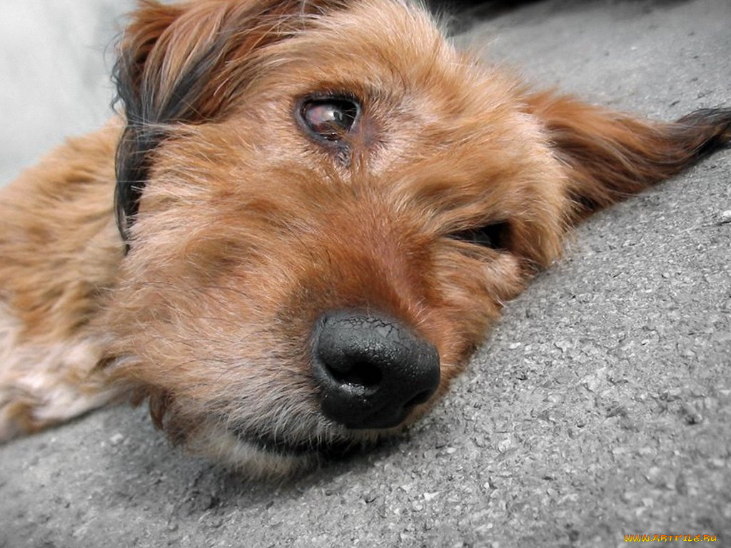 все, устал, как, собака, olegoman, club, foto, ru, животные, собаки