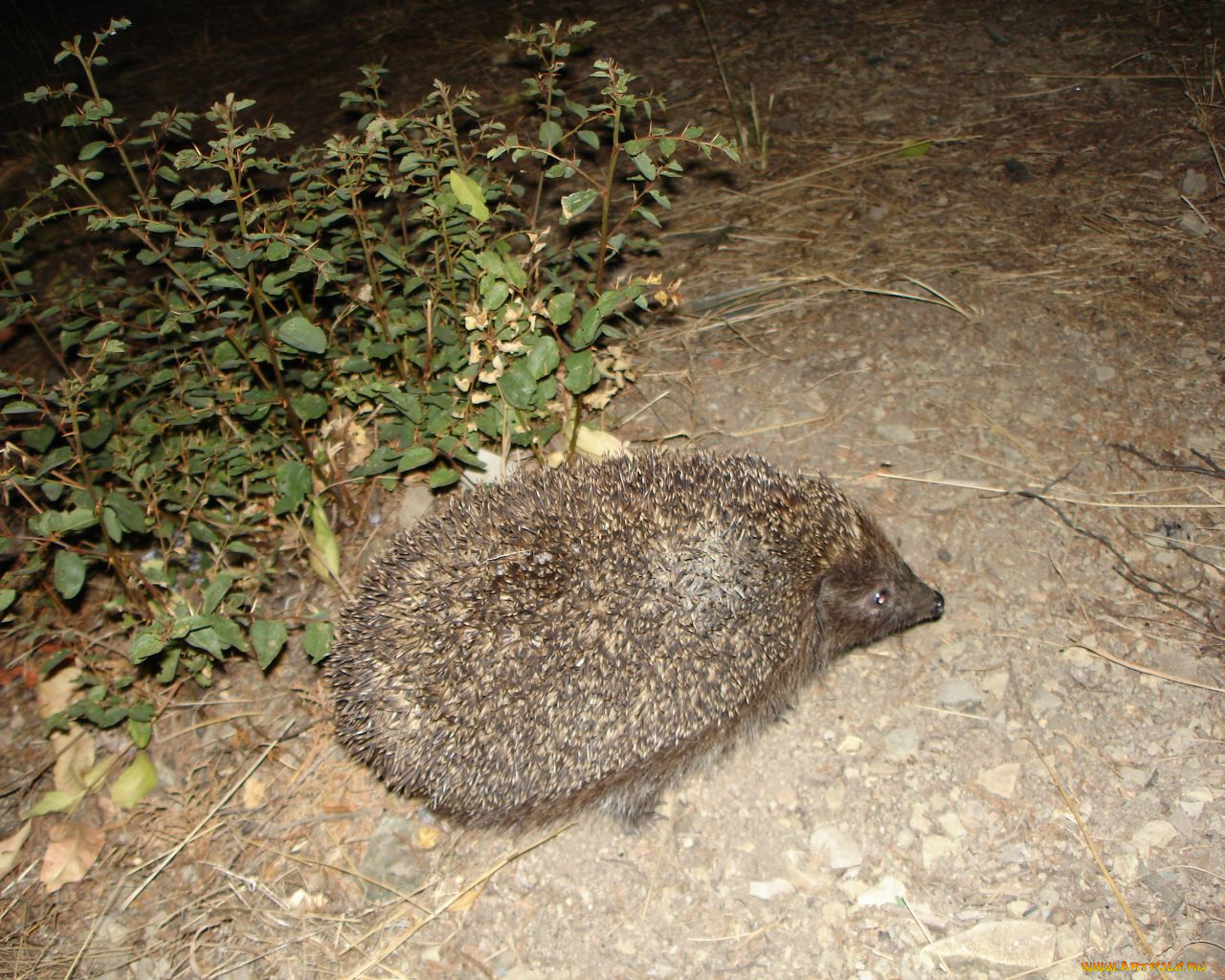 животные, ежи