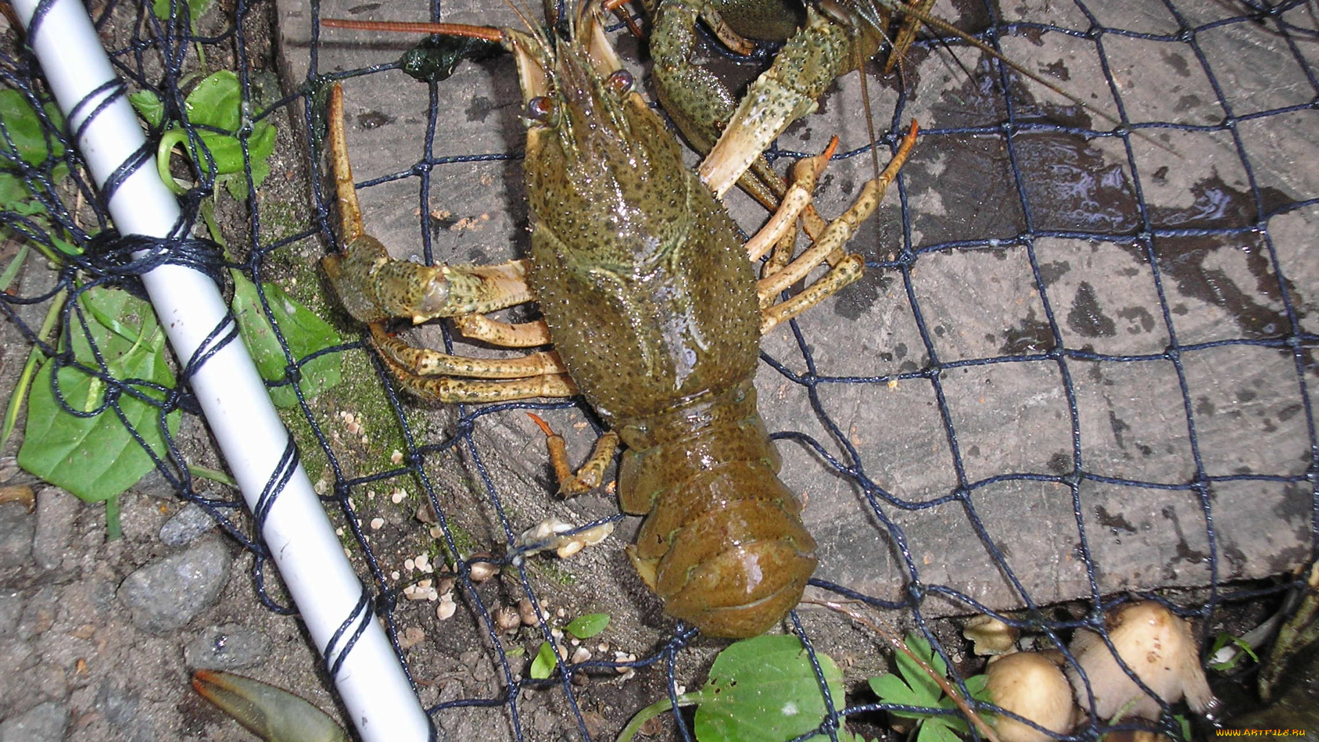 рак, животные, крабы, раки