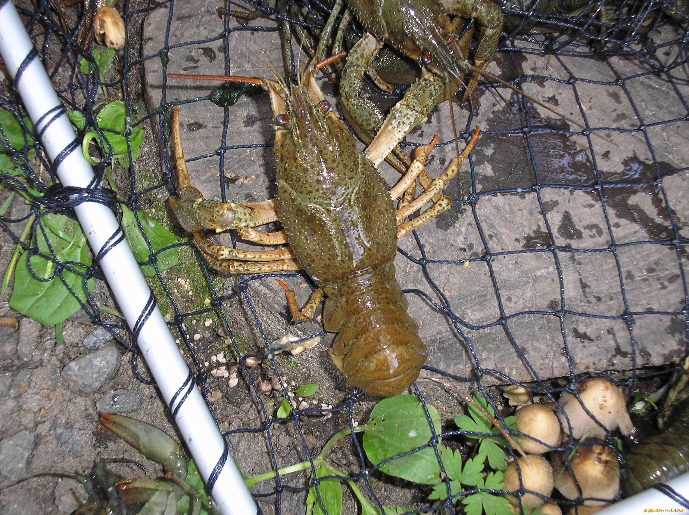 рак, животные, крабы, раки