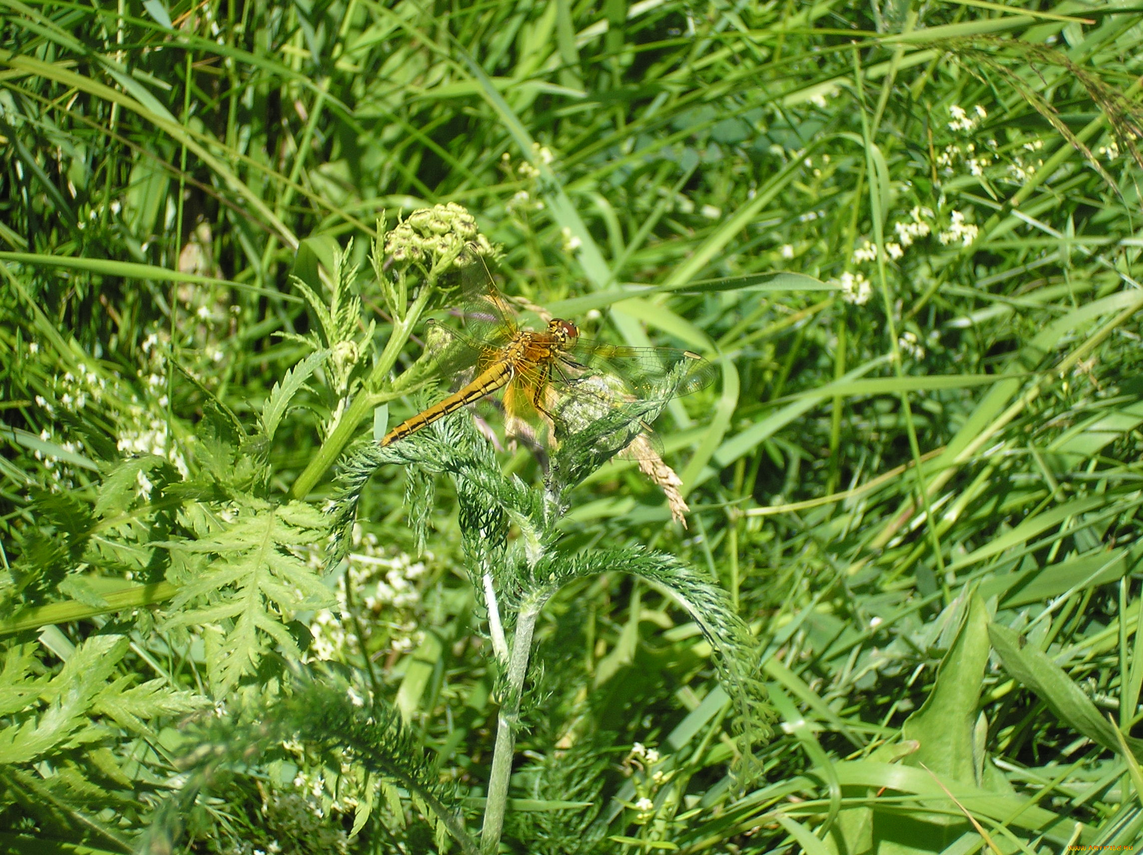 стрекоза, животные, стрекозы