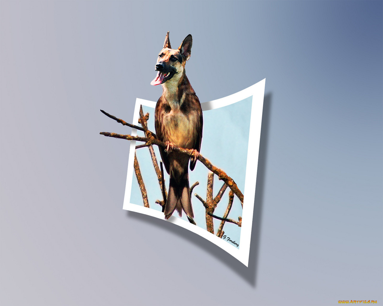 юмор, приколы