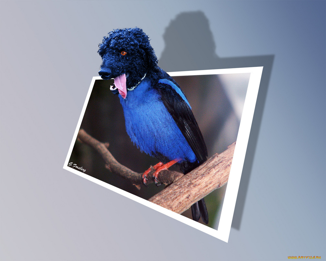 юмор, приколы