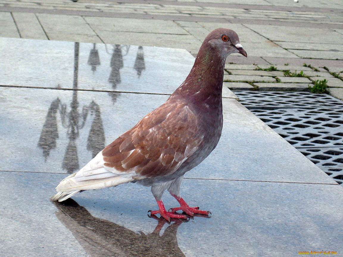 животные, голуби