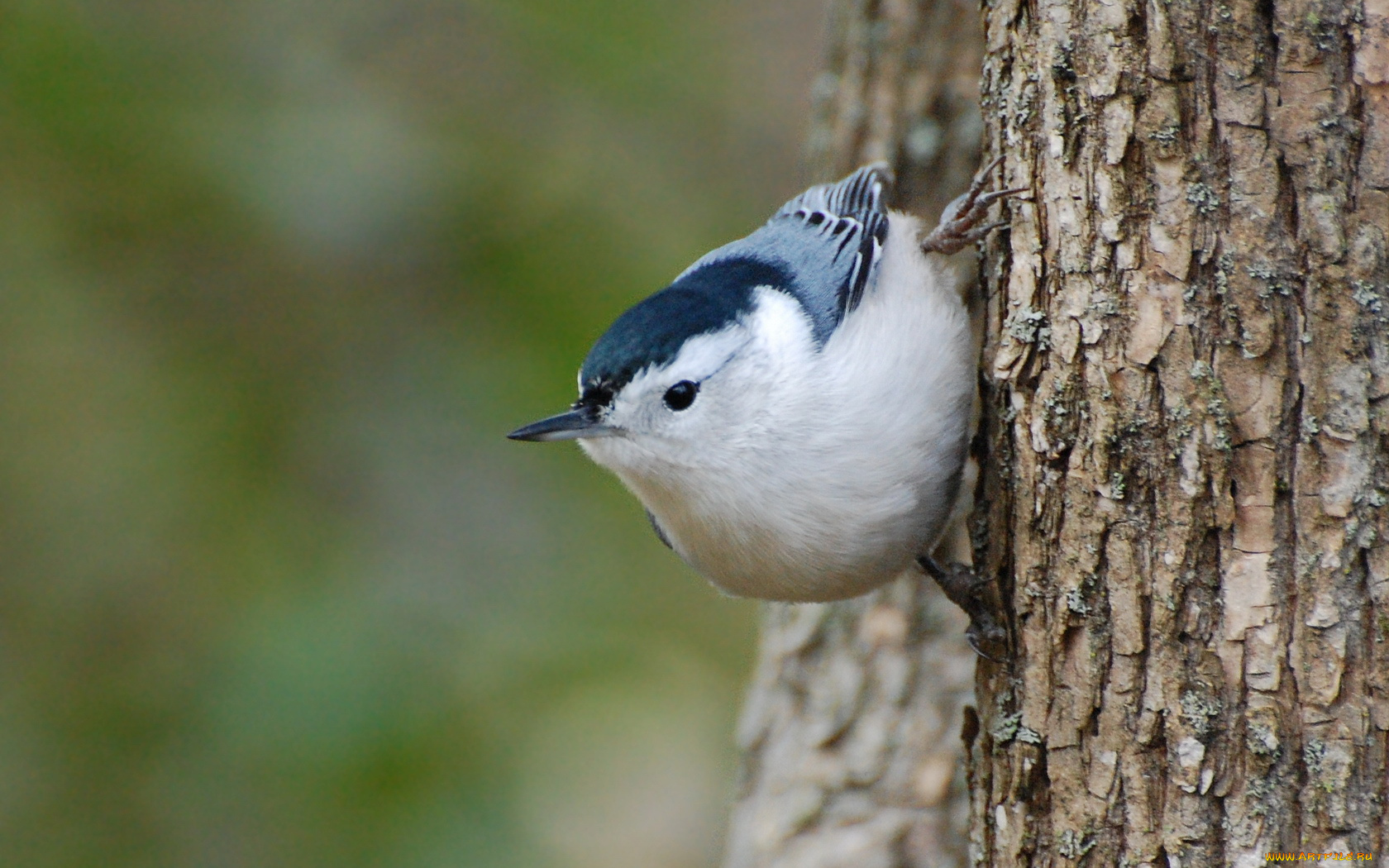 животные, поползни