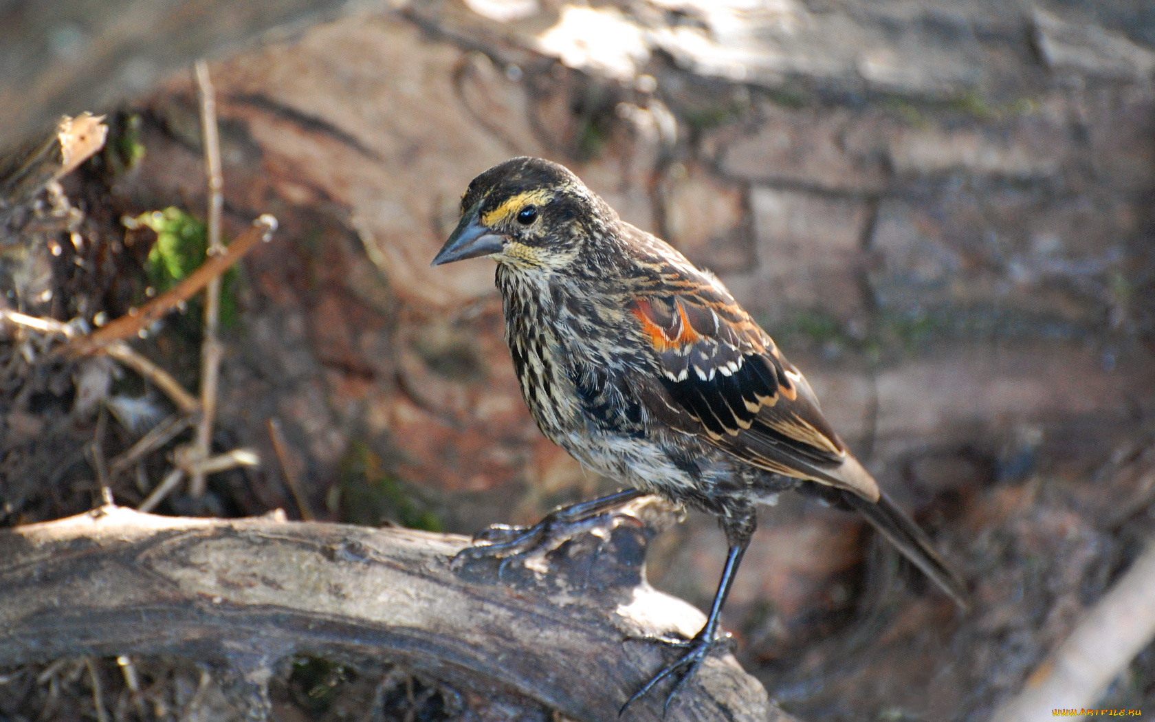 животные, птицы