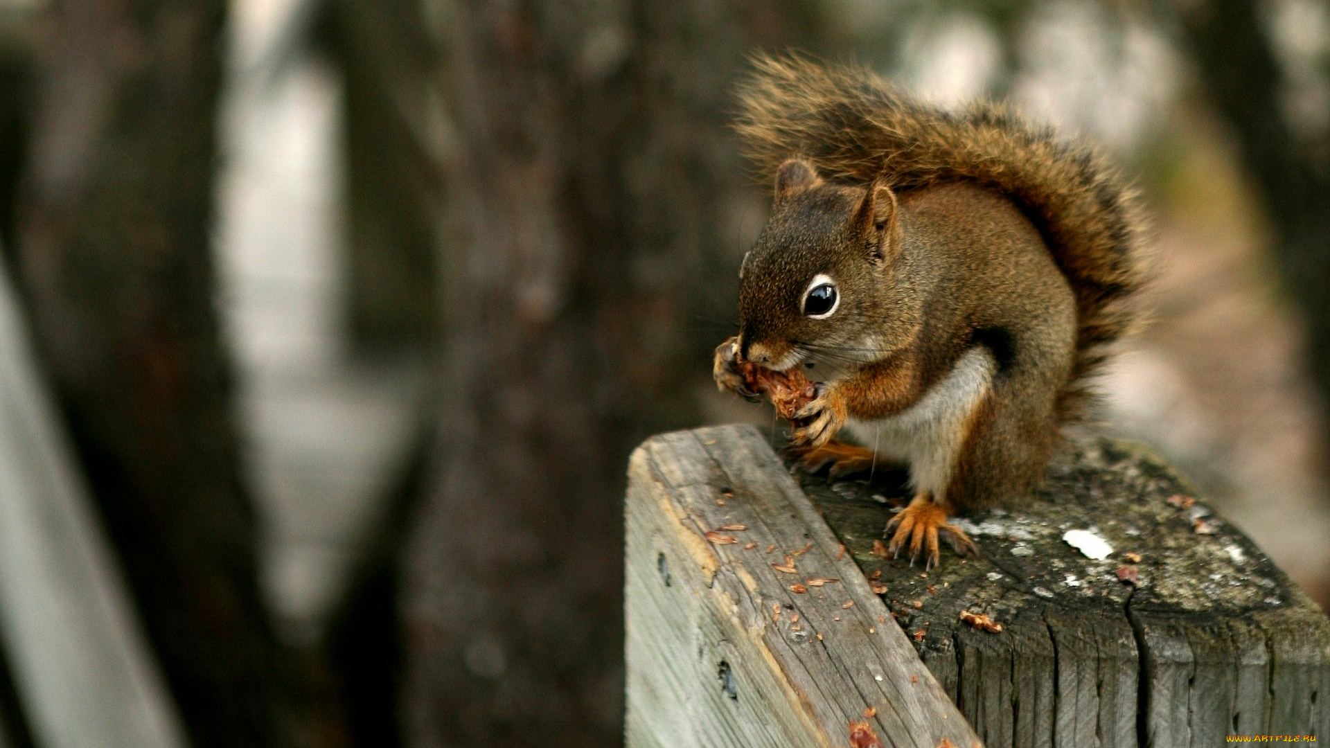 животные, белки