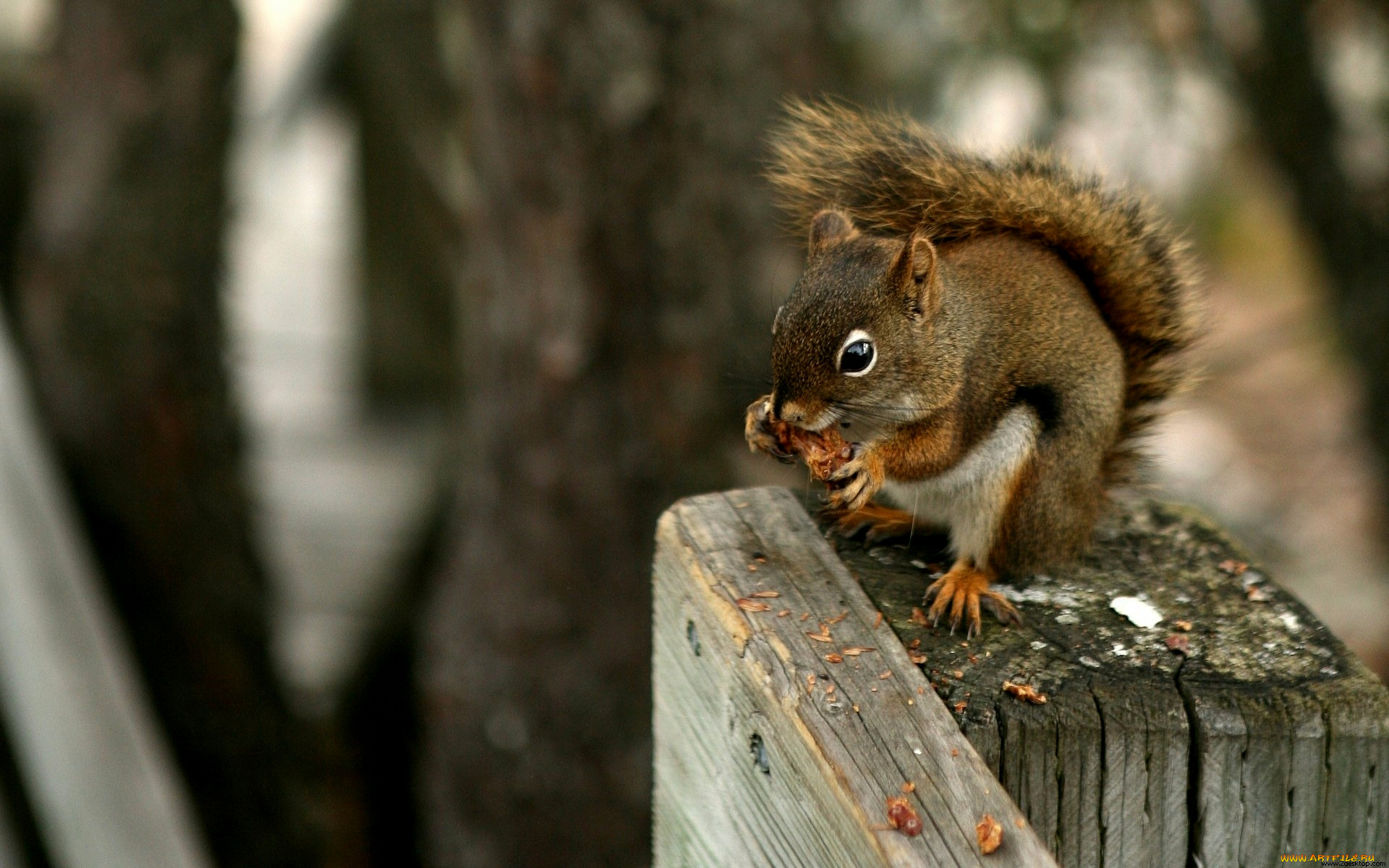животные, белки