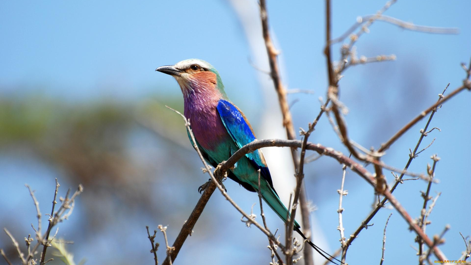 животные, птицы