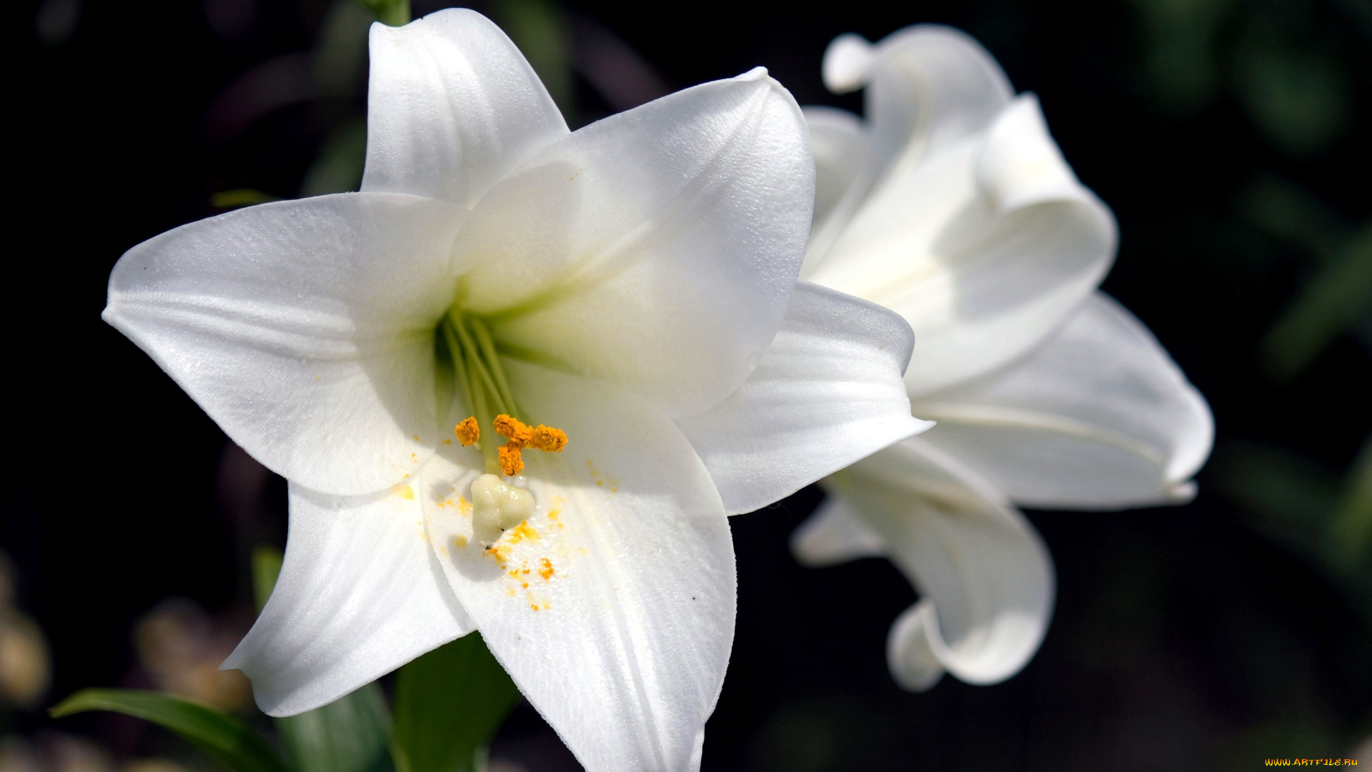 цветы, лилии, лилейники, белый