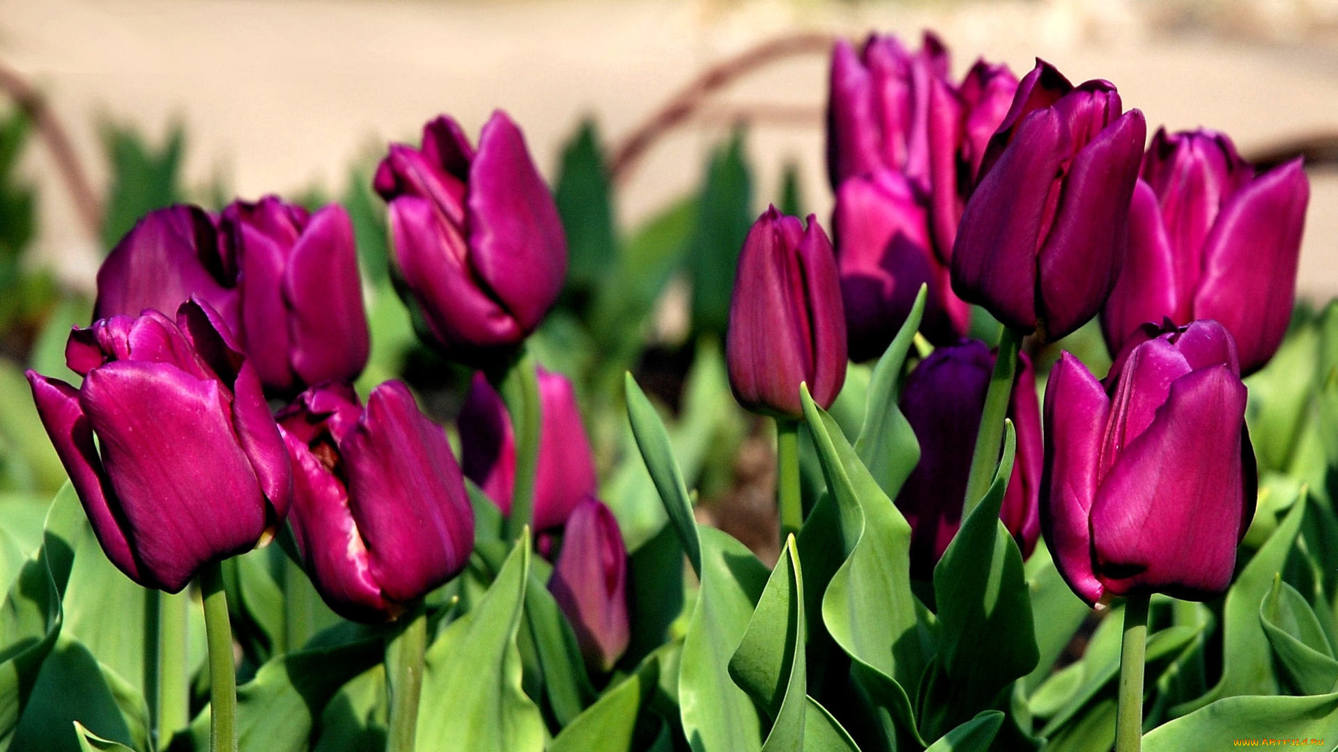 цветы, тюльпаны, много, лиловый