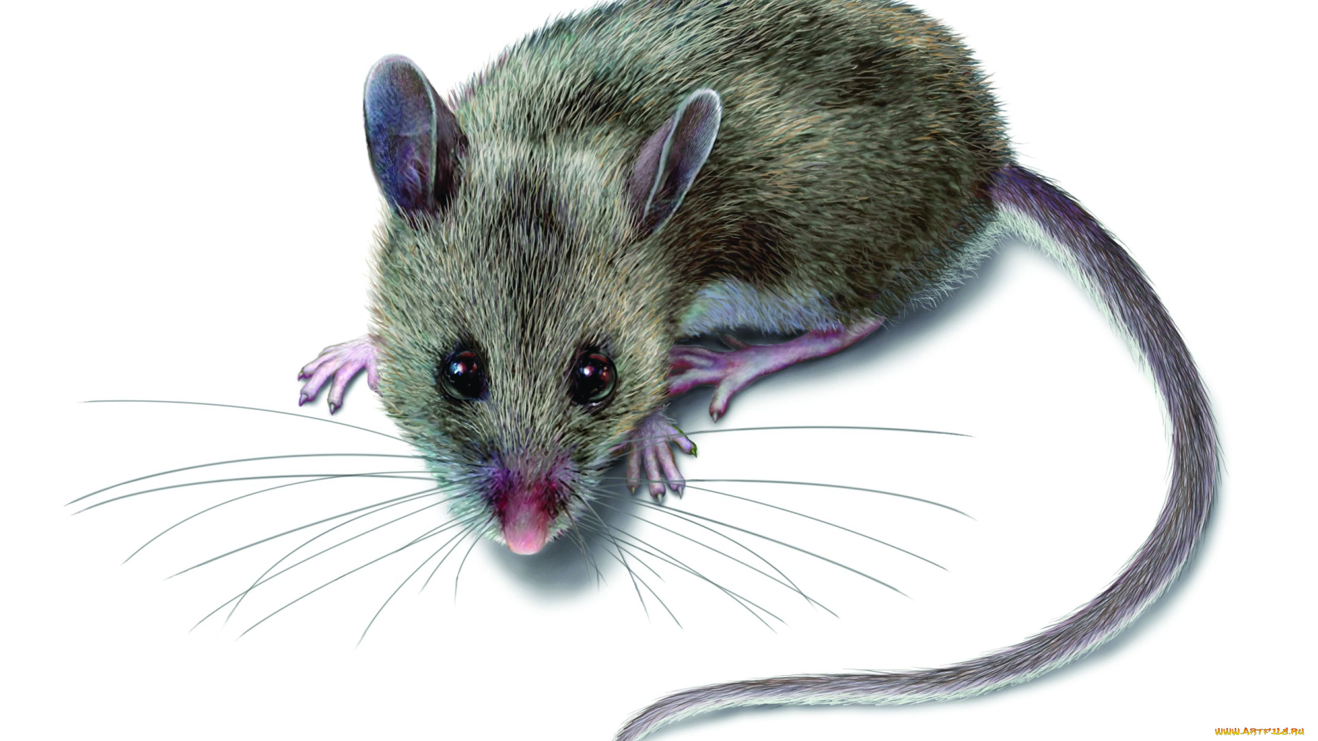 рисованные, животные, мышка