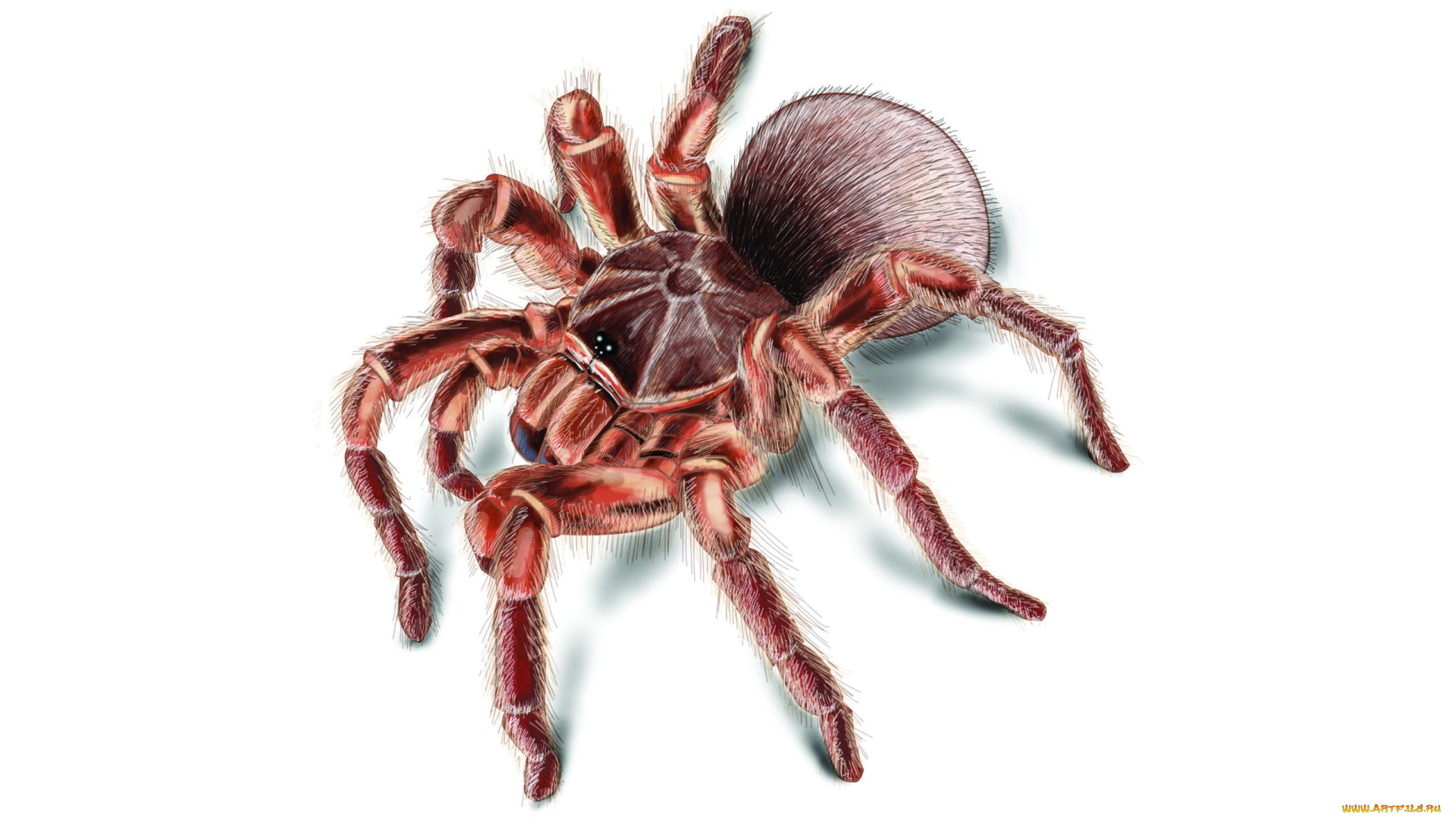 рисованные, животные, тарантул