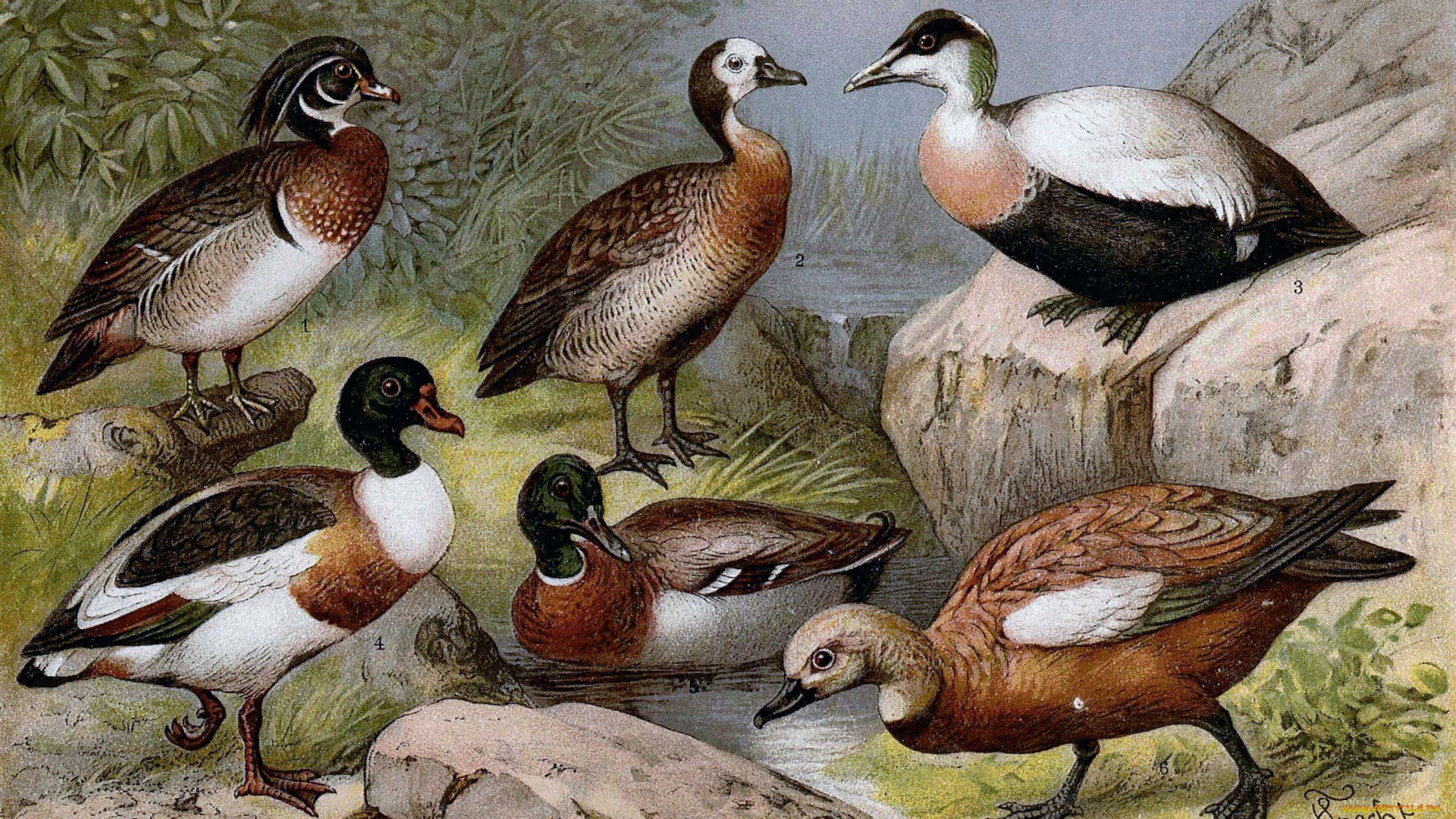 рисованные, животные, утка