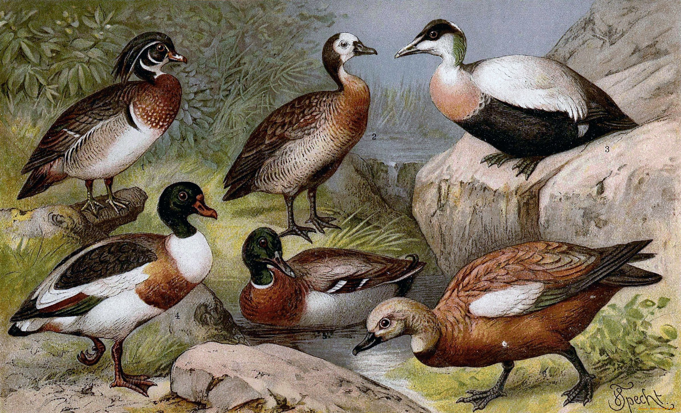 рисованные, животные, утка