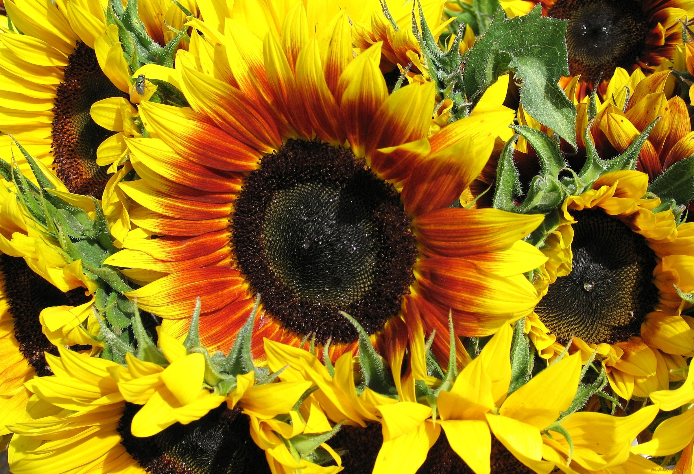 цветы, подсолнухи, желтый, яркий