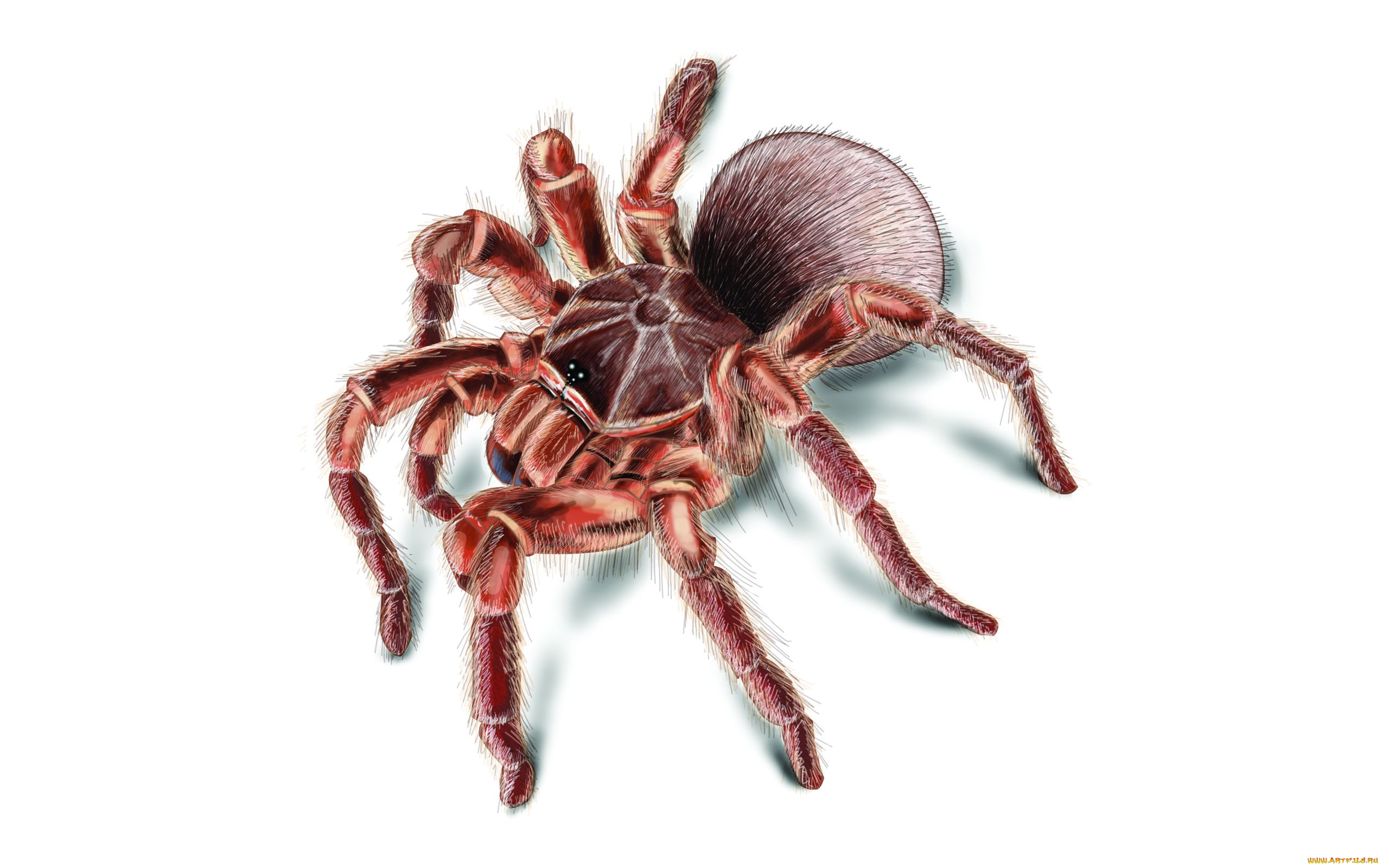 рисованные, животные, тарантул