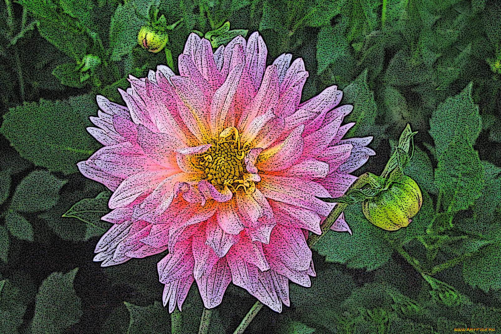 рисованные, цветы, георгина