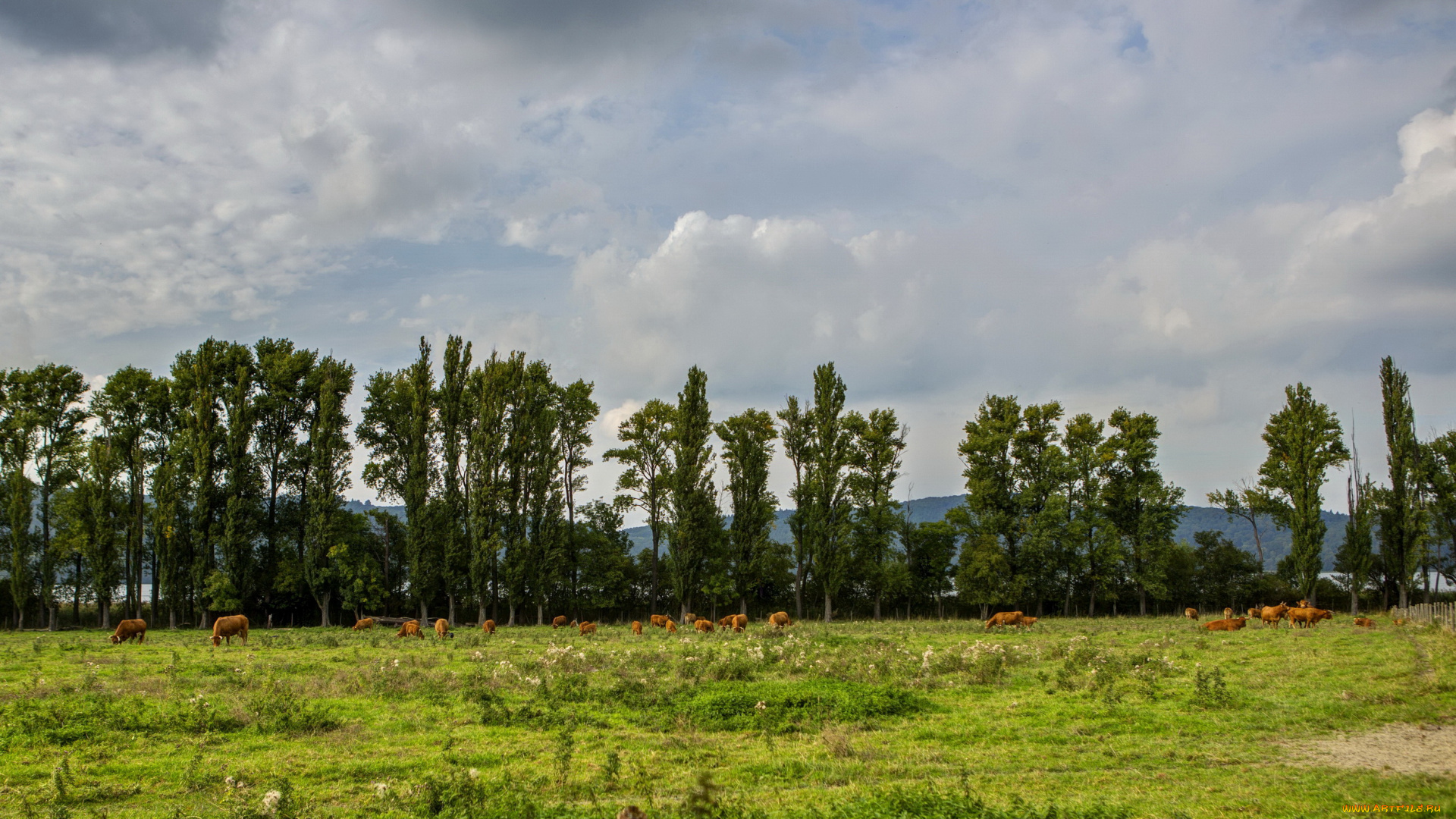 германия, глес, природа, луга, деревья, коровы
