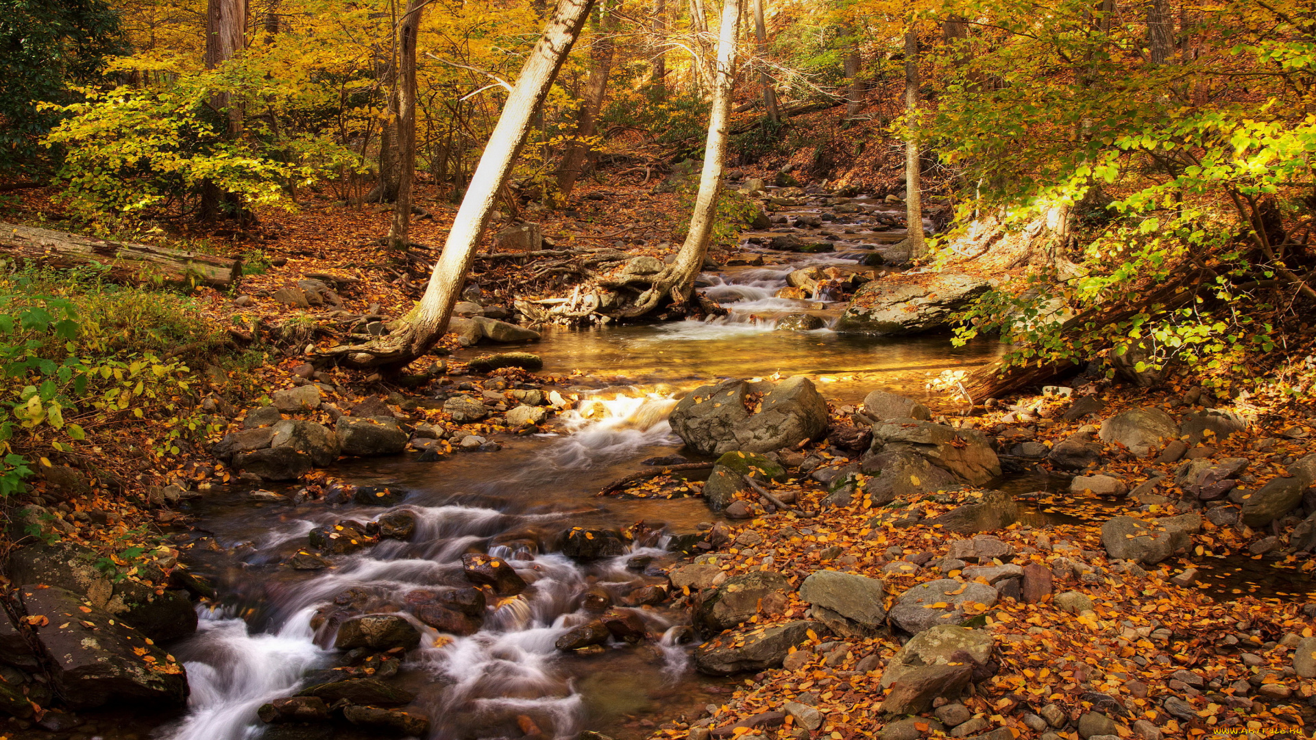 природа, лес, ручей, осень