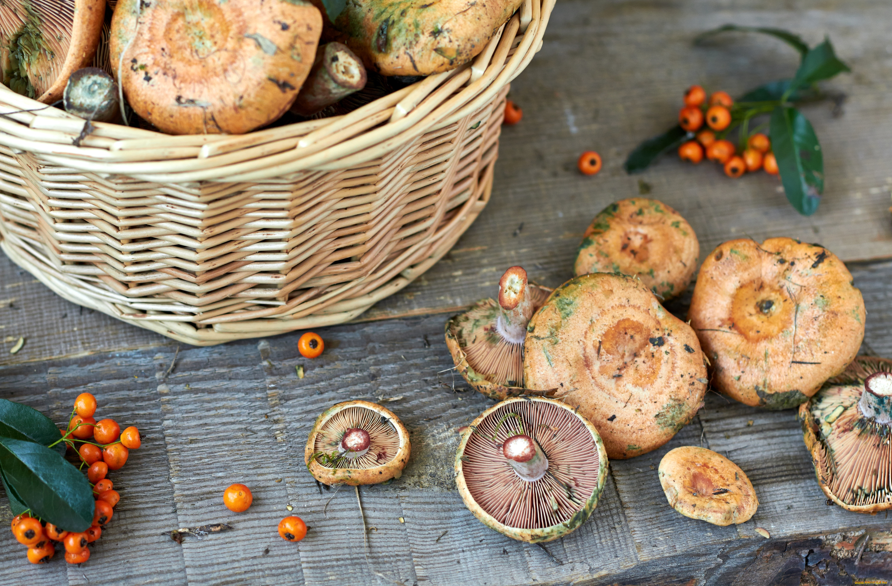 еда, грибы, грибные, блюда, грузди, лукошко