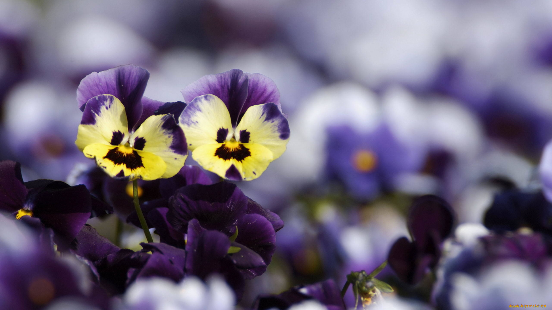 цветы, анютины, глазки, , садовые, фиалки, анютины, глазки, размытость