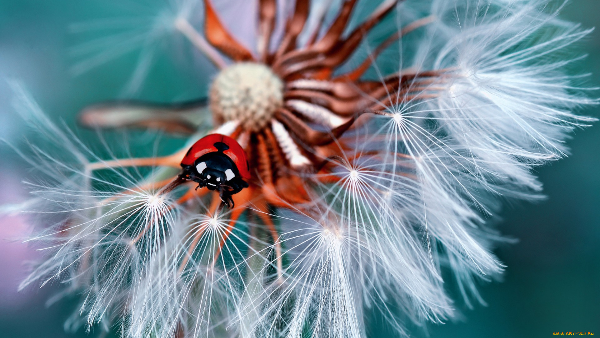 животные, божьи, коровки, божья, коровка, жук, одуванчик, макро