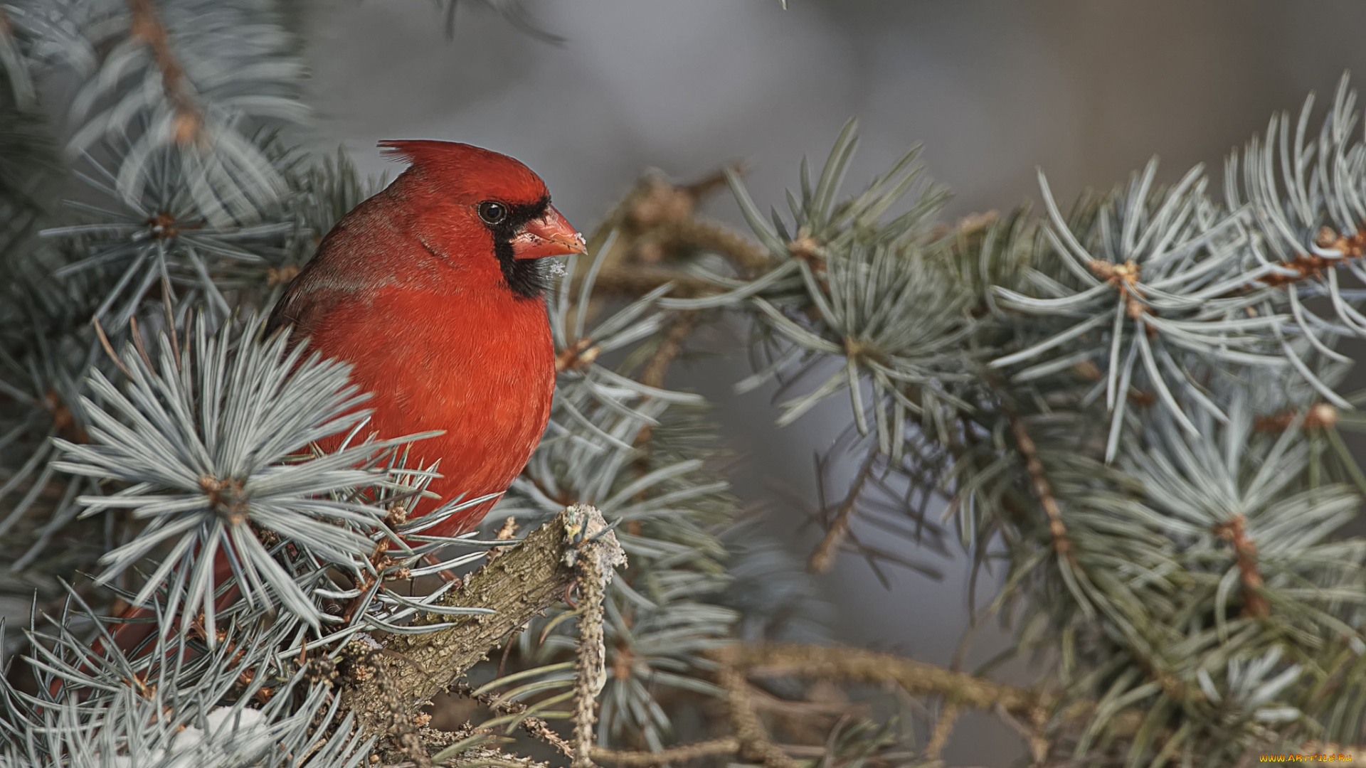 животные, кардиналы, хвоя, ветки, кардинал, птица, природа