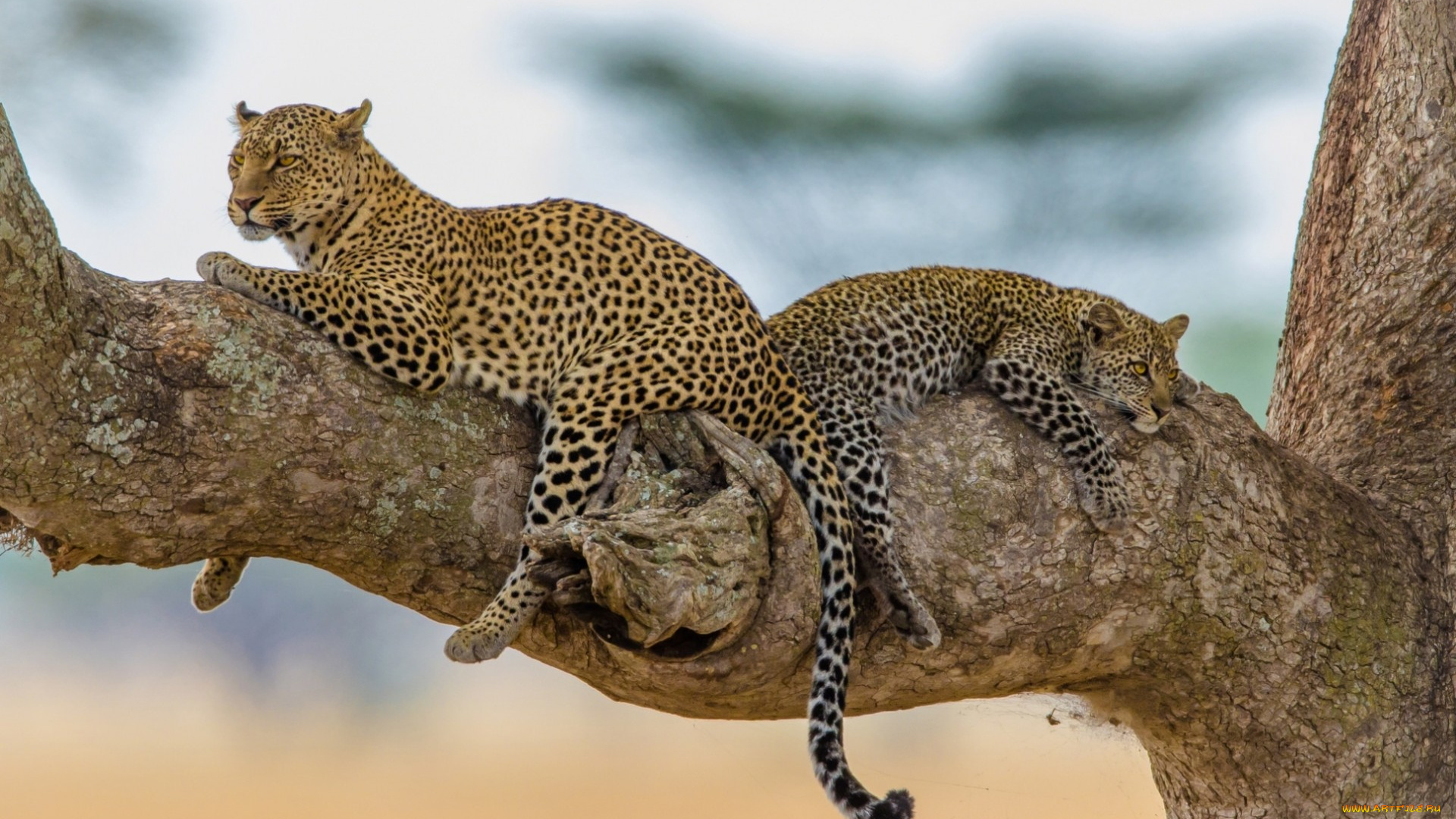 животные, леопарды, отдых, хищник, дерево, леопард