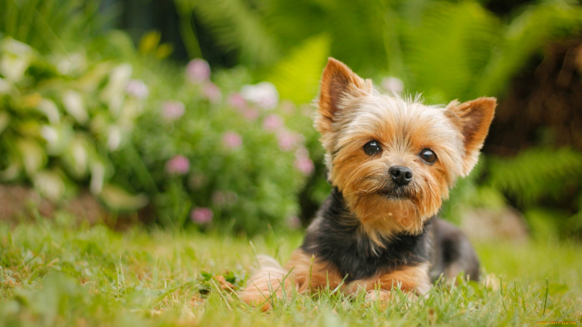 животные, собаки, йорк, йоркширский, терьер, взгляд, собака
