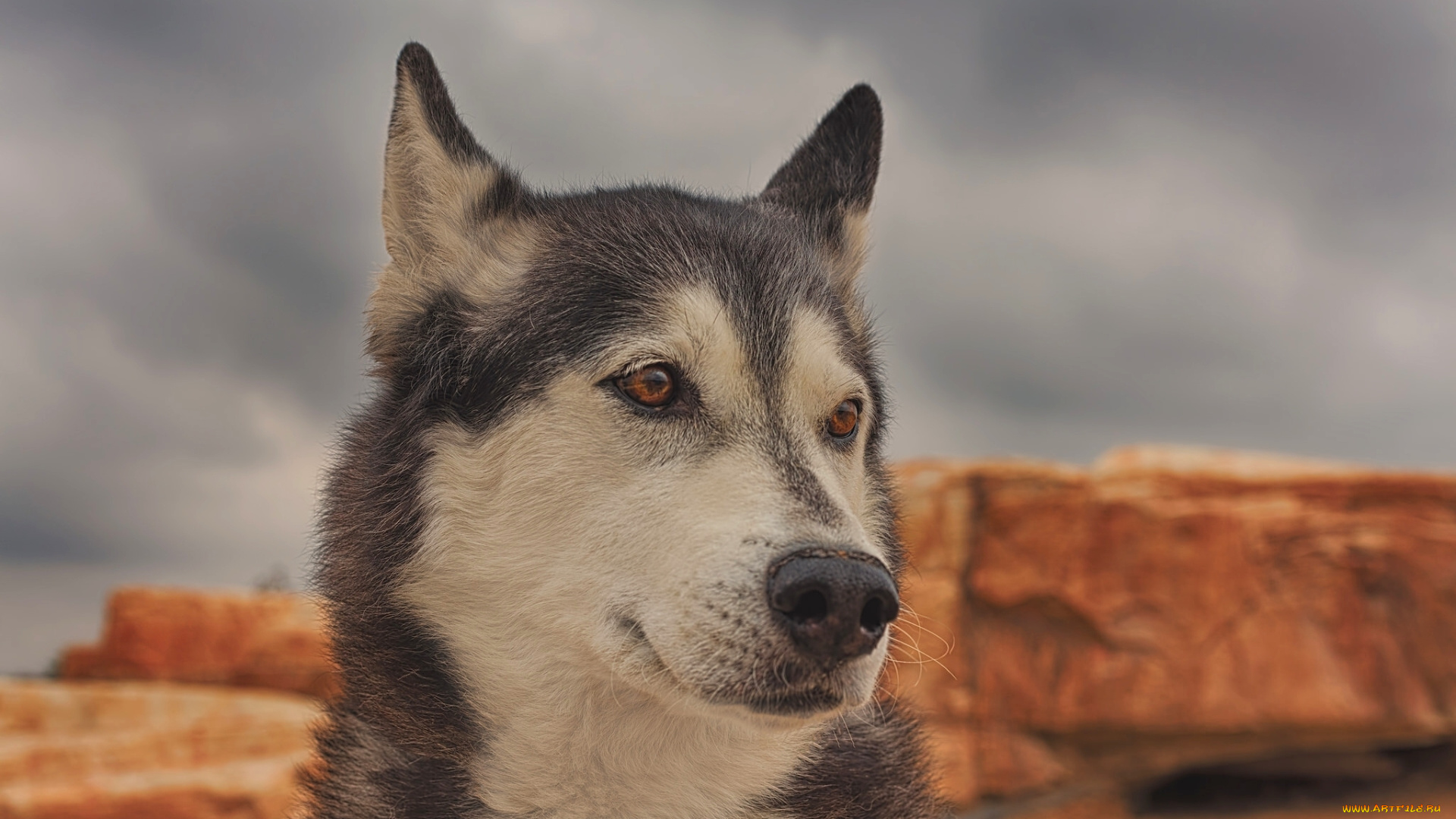 животные, собаки, портрет, морда, собака, хаски