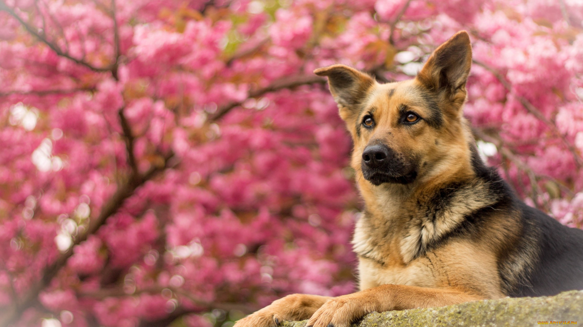 животные, собаки, портрет, собака, овчарка, немецкая