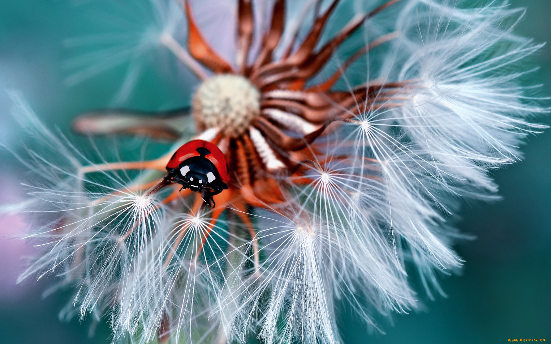 животные, божьи, коровки, божья, коровка, жук, одуванчик, макро