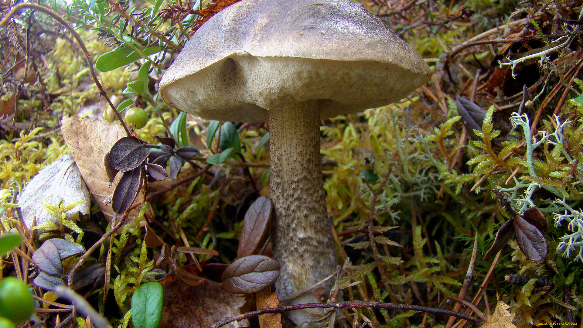 природа, грибы, подберезовик