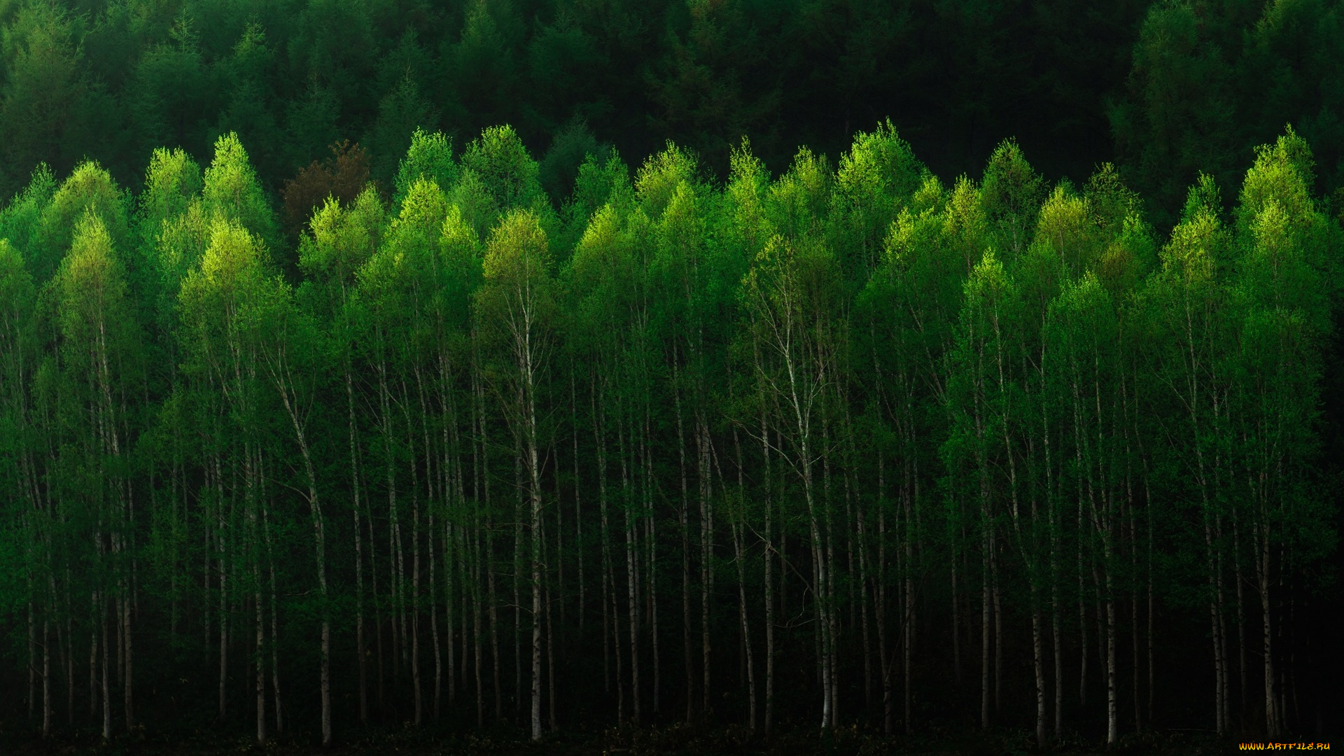 природа, лес, березы, деревья