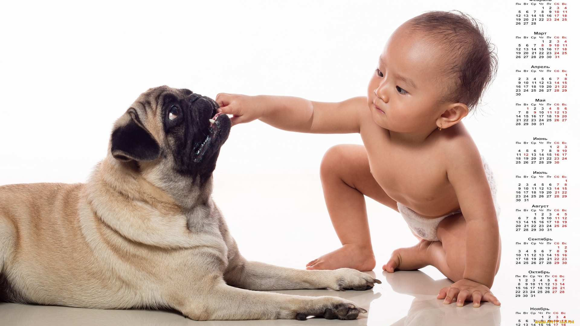 календари, дети, собака, ребенок