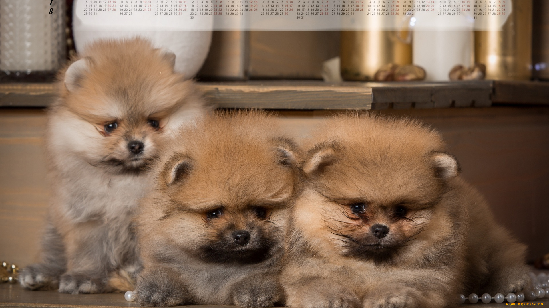 календари, животные, бусы, взгляд, трое, собака