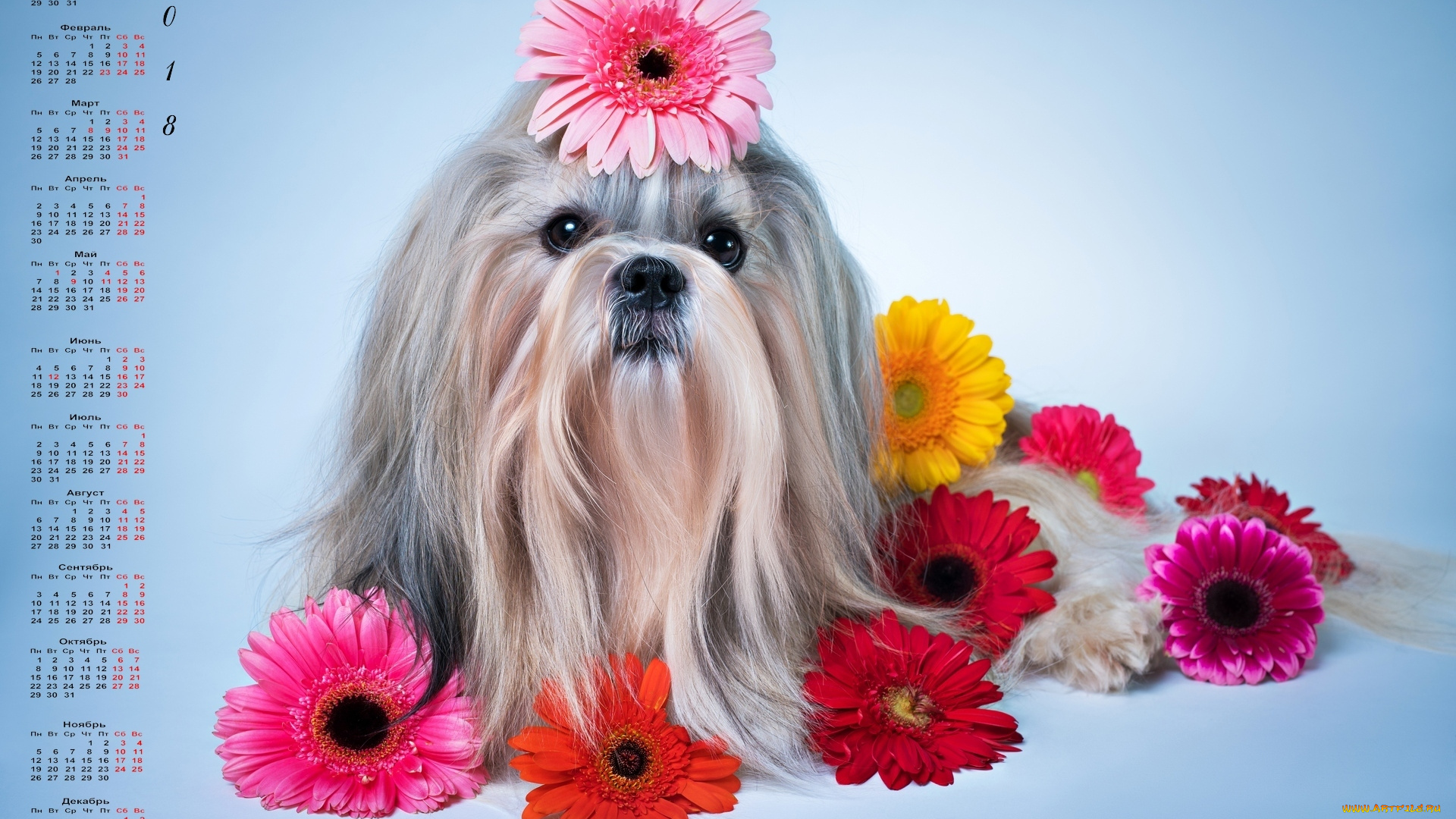 календари, животные, цветы, взгляд, собака