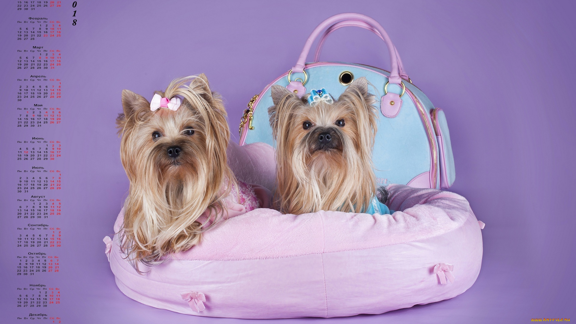 календари, животные, лежанка, сумка, двое, взгляд, собака